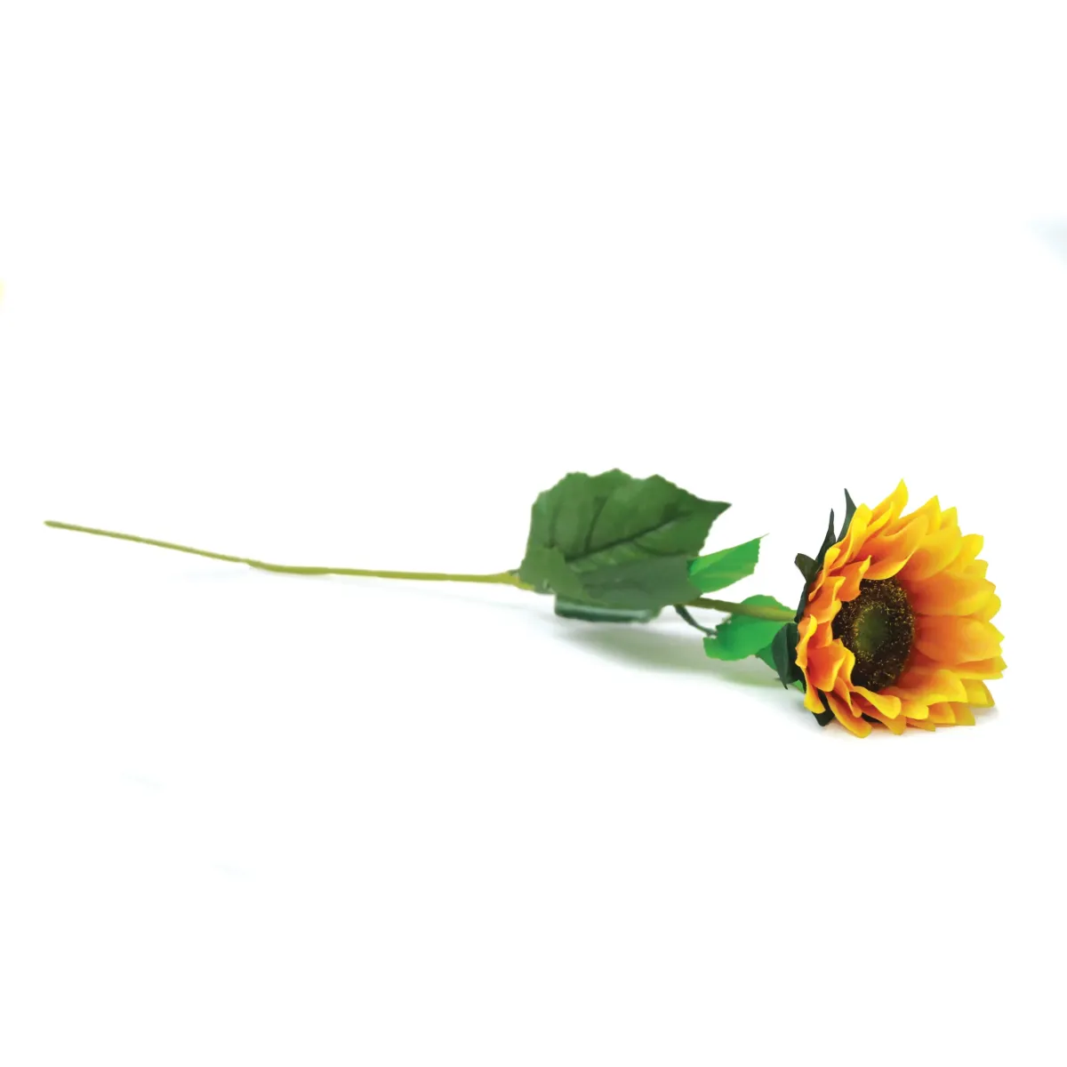 Single Sunflower Green Leaves Branch