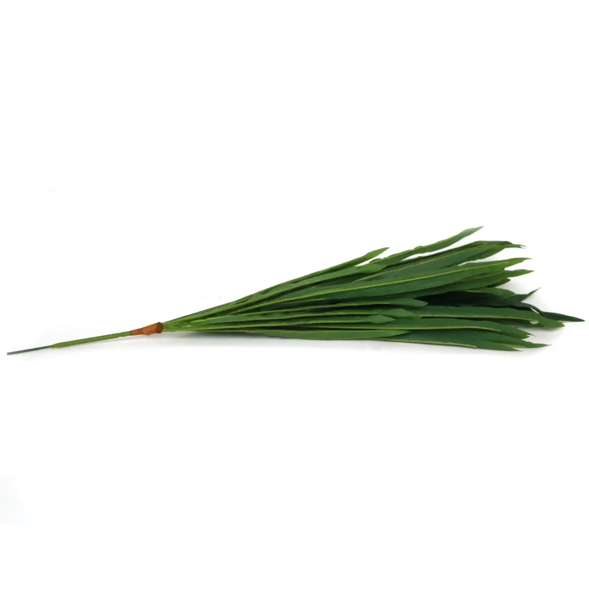 Long Green Rice Plant Leaf