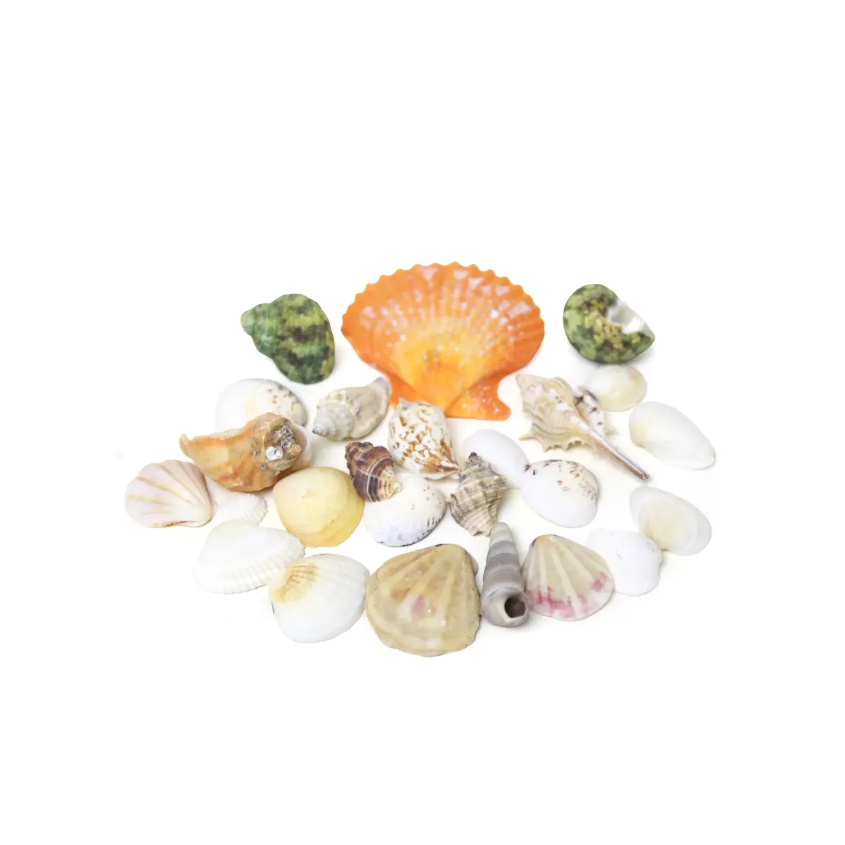 Decorative Seashells Pack Natural Coastal Décor