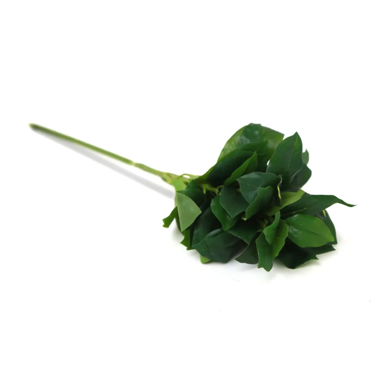 Green Laurel Leaf
