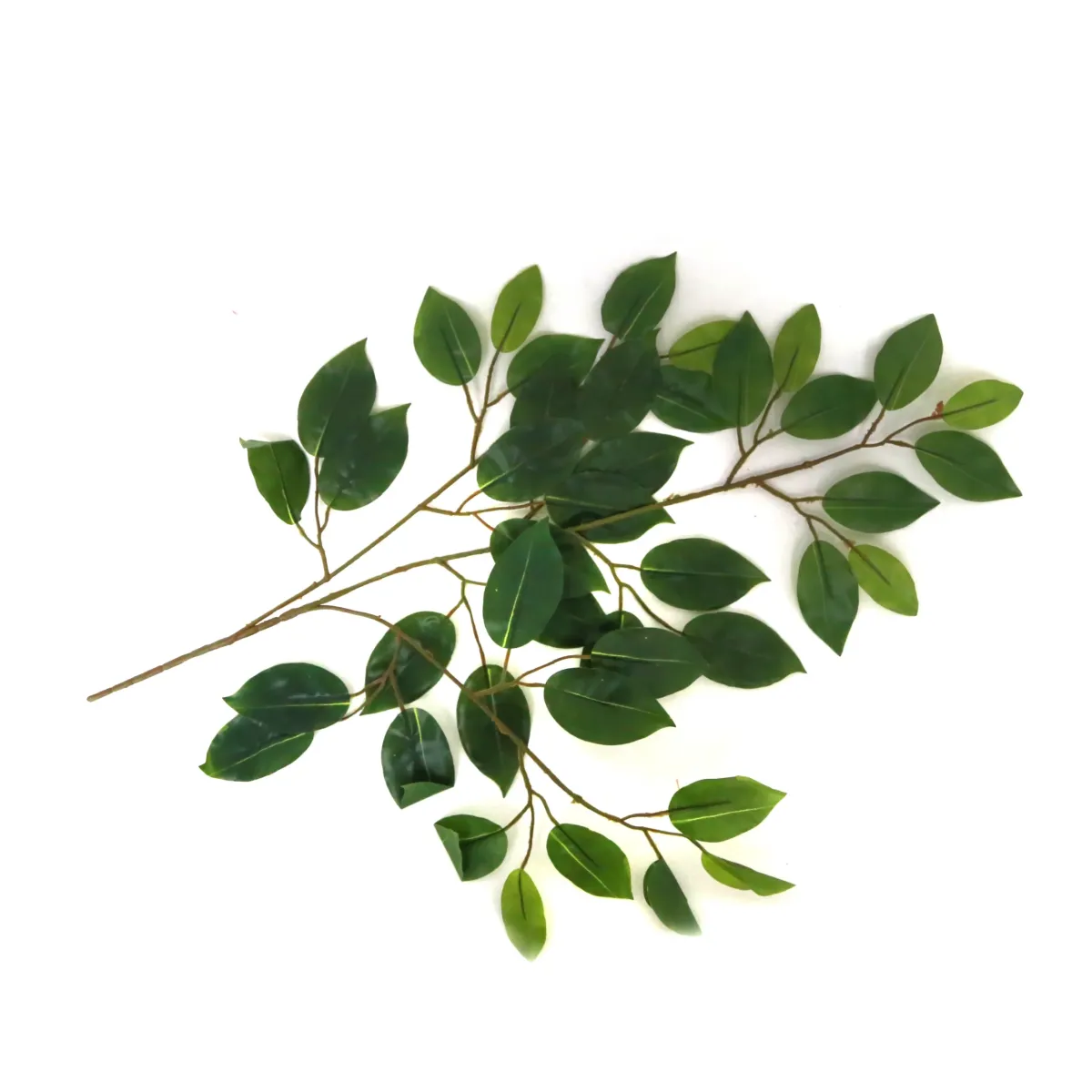 Green Lemon Leaves