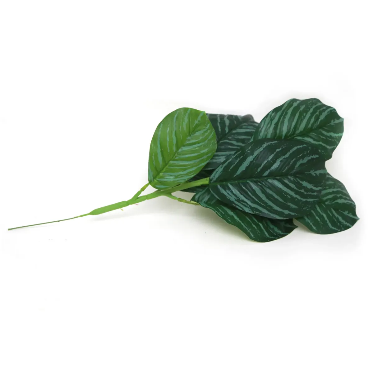 Bunch Of Dieffenbachia Leaves