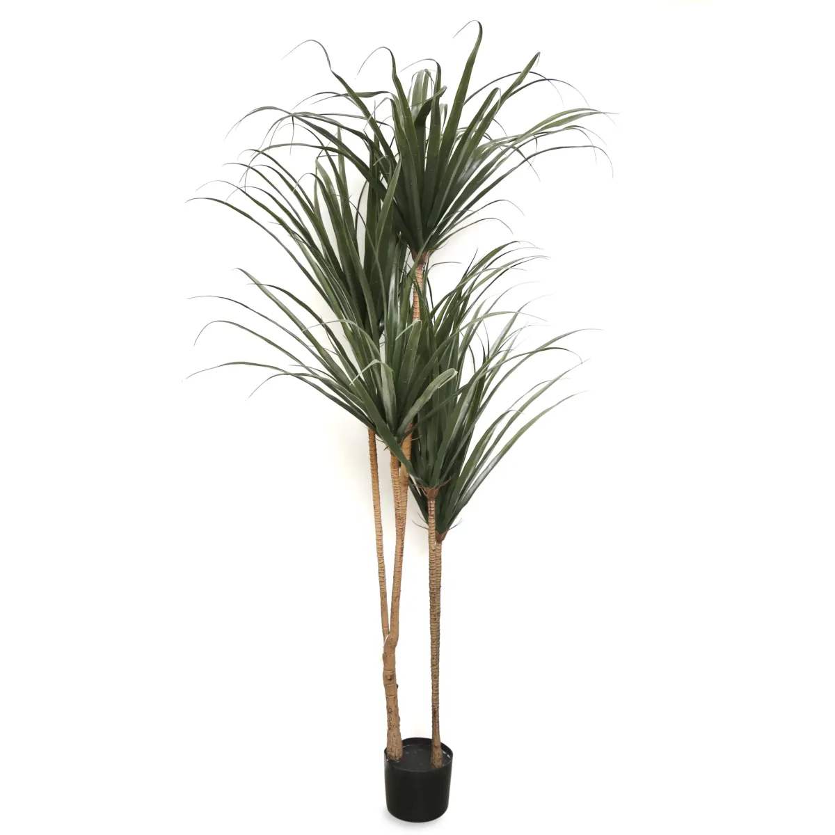 5 Yocca Plants In One Pot