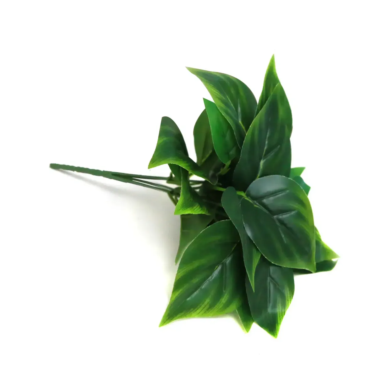 Money Plant Leaves