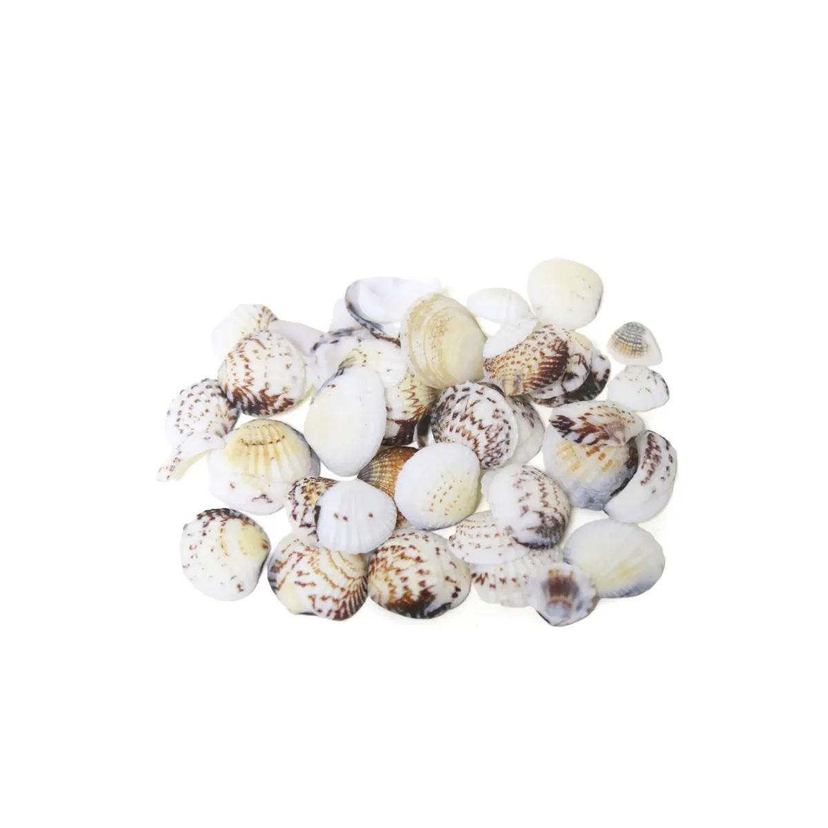 Pack of Decorative Seashells Natural Craft Shells