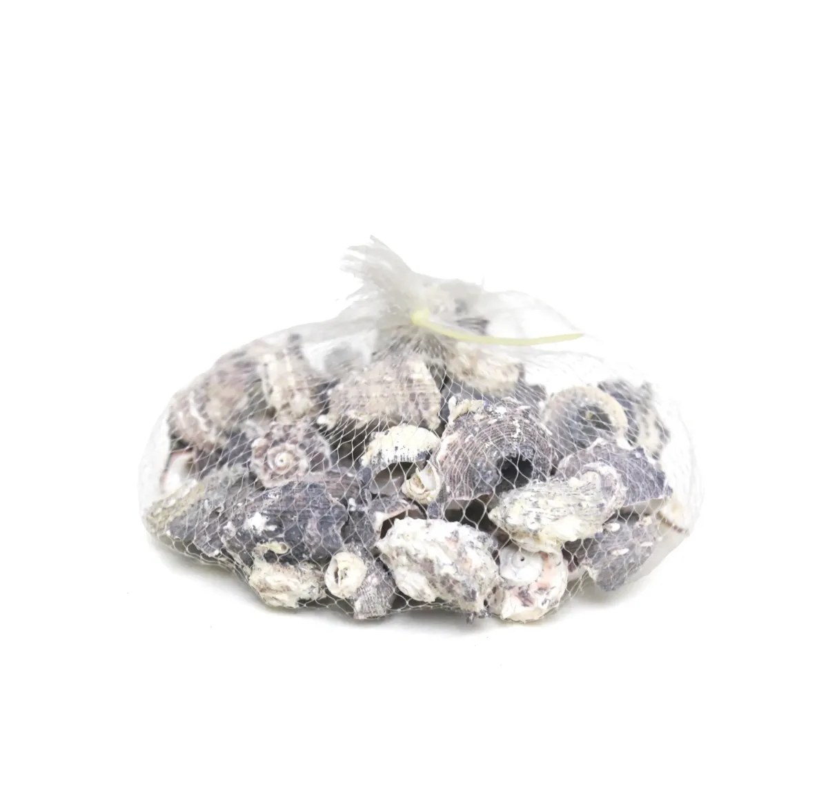 Sea Shells Bag – Natural Decorative Shells for Crafts & Décor
