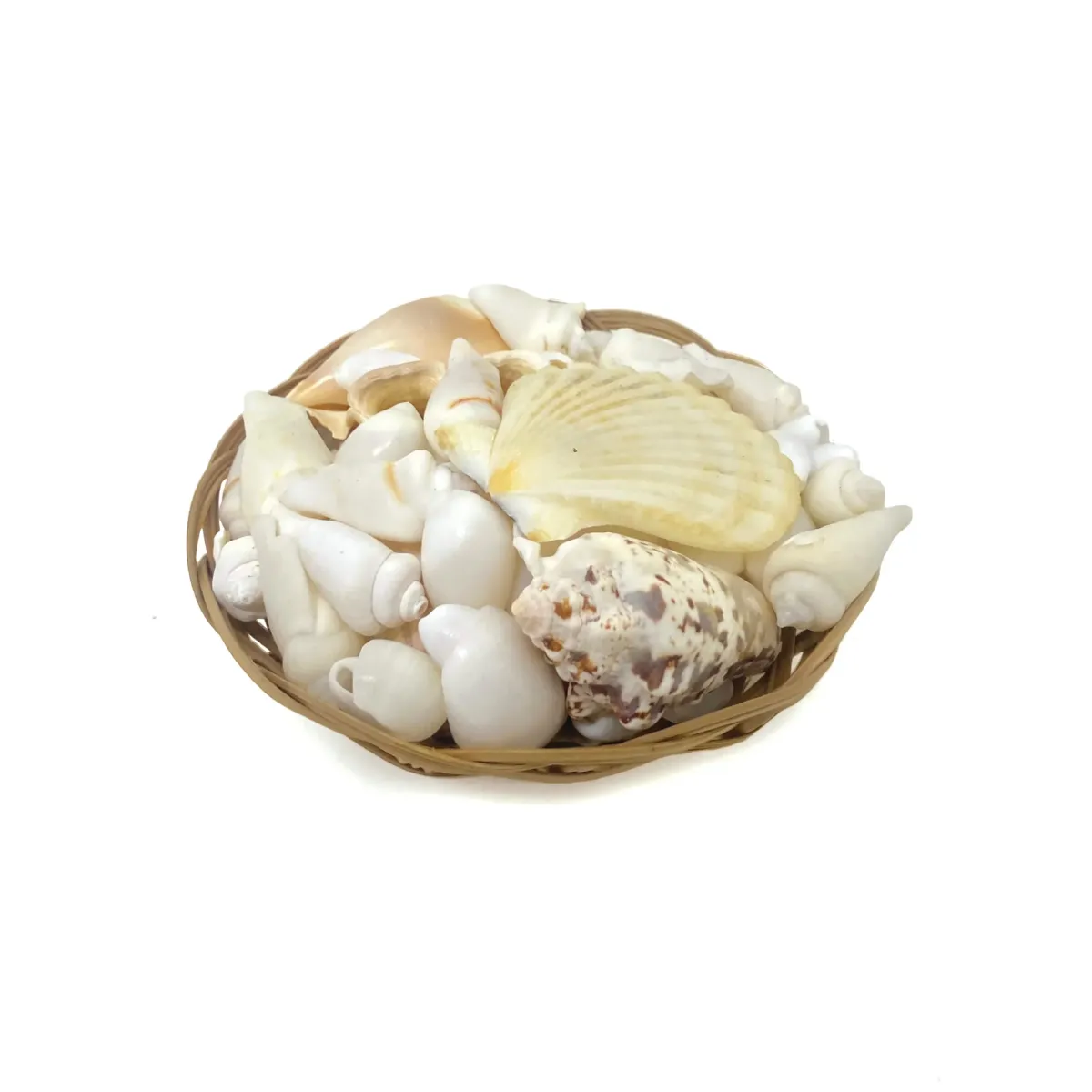 Sea Shells Basket – Natural Coastal Décor & Craft Collection