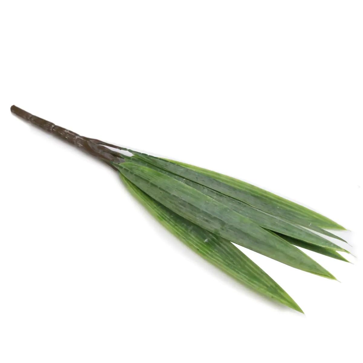 Long Green Rice Plant Leaves