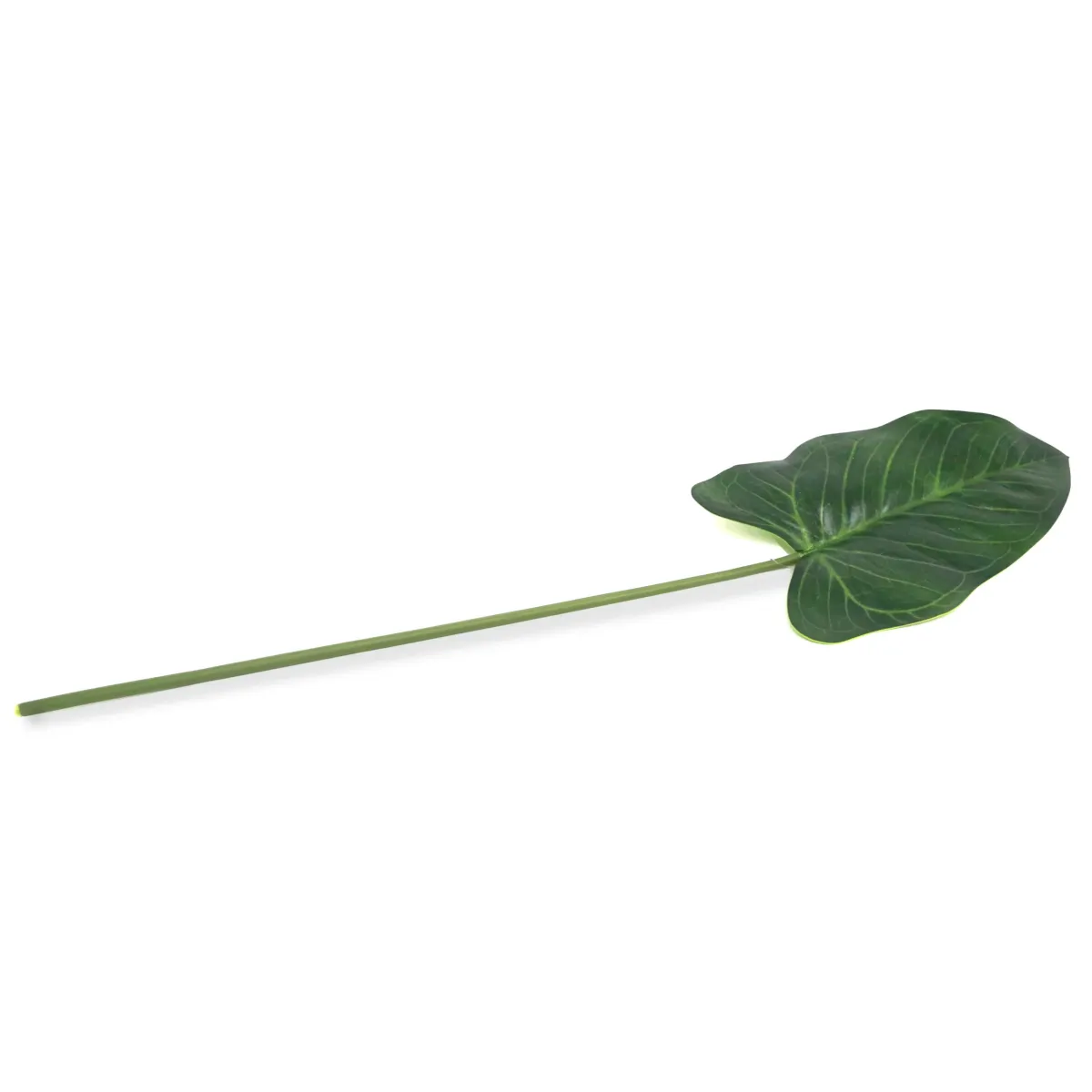 Single Green Anthurium Leaf