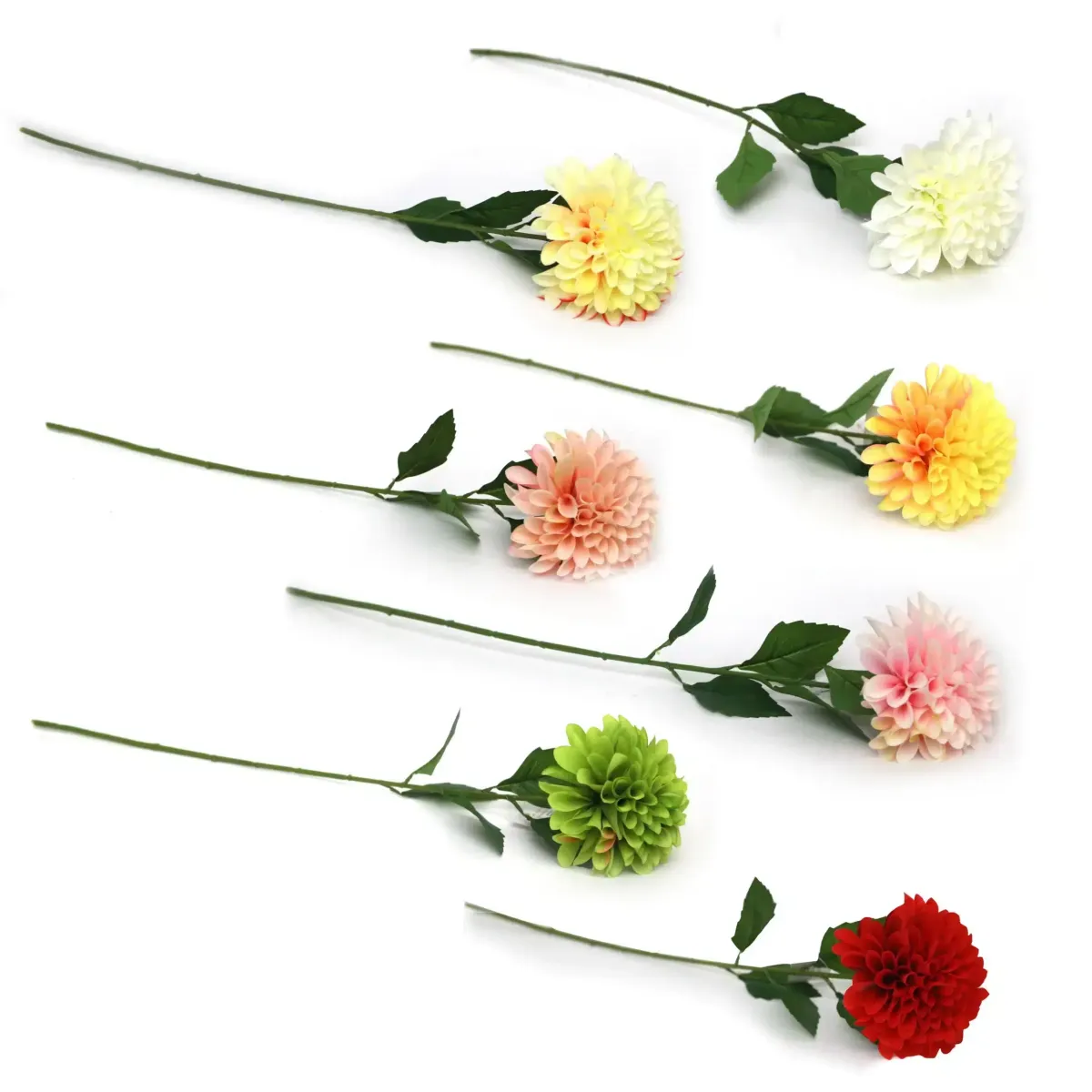 Single Dahlia Flower