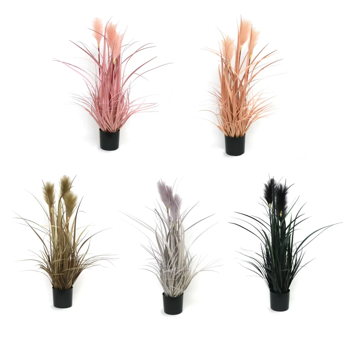 Reed Grass With Pot
