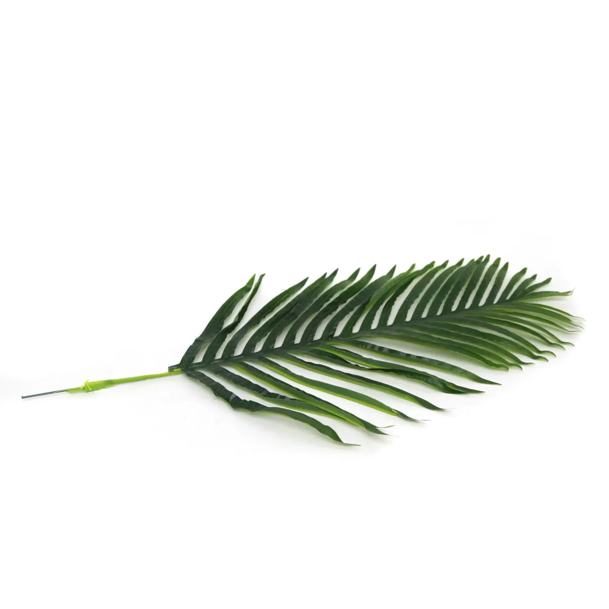 Single Green Palm Leaf