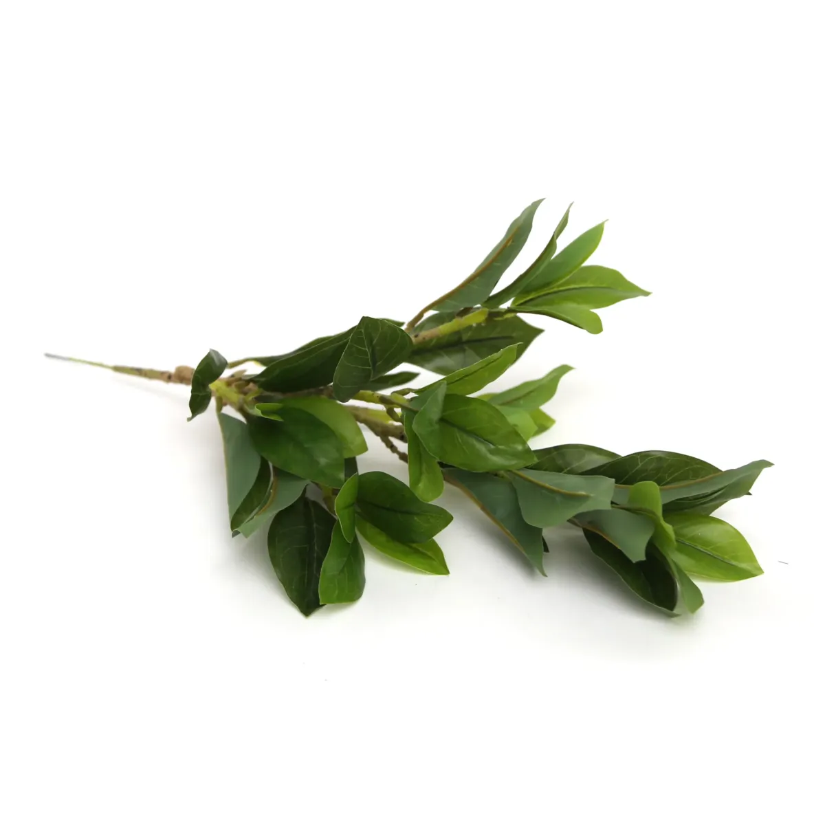 Bunch Of Small Lemon Tree Leaves