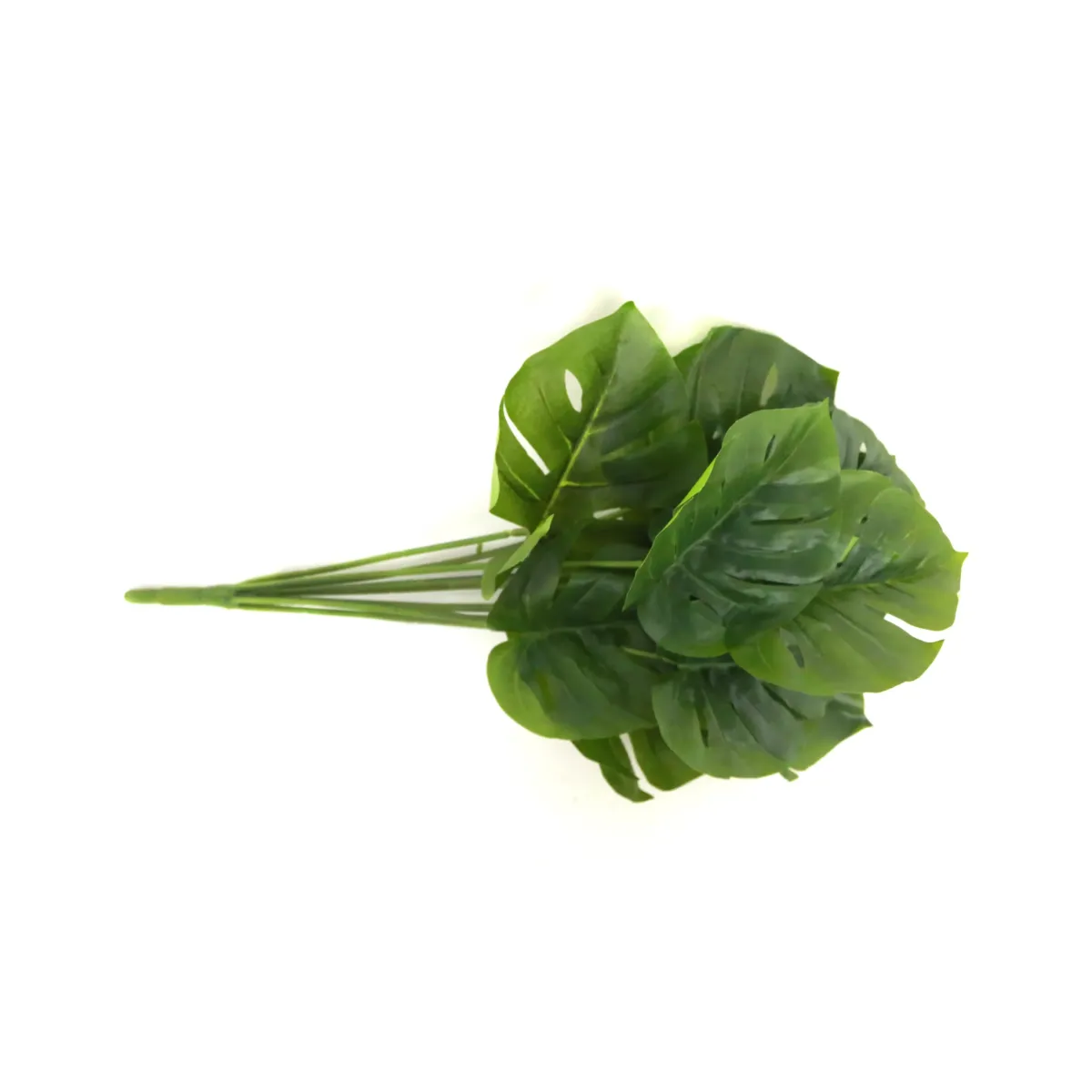 Green Monestera Leaf