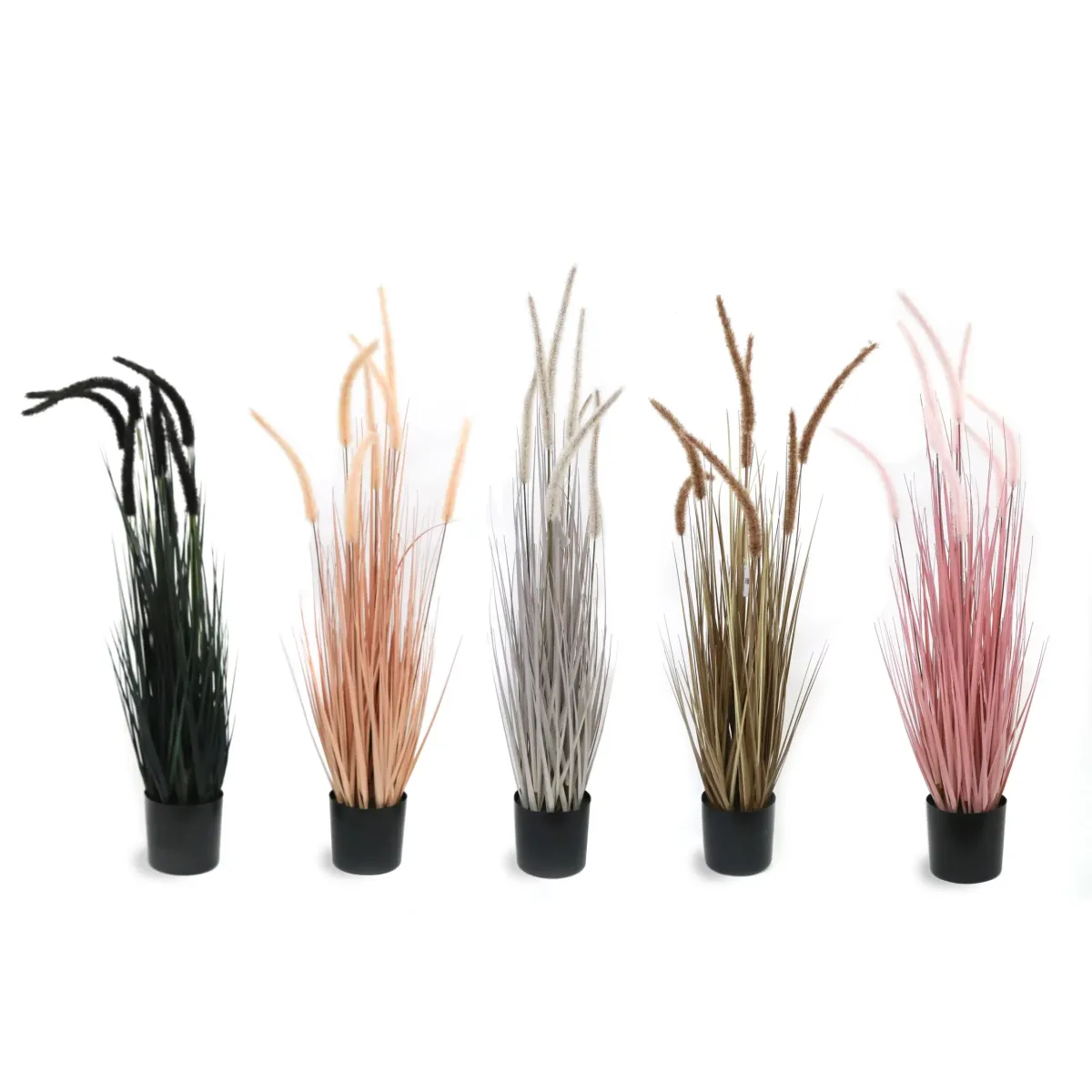Dogtail Grass With Pot