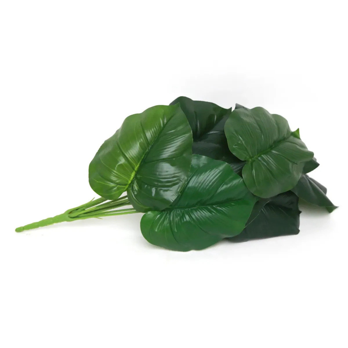 Bunch Of Philodendron Leaves
